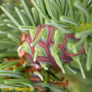 Ananas galtype, Adelges abietis, Synoniem: Sacchiphantes abietis